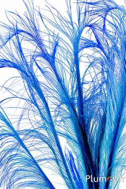 Fazant Hoki - 45-50 cm - turkoois-blauw